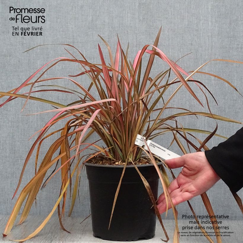 Phormium tenax Rainbow Maiden - New Zealand Flax 3L/4L pot sample as delivered in winter