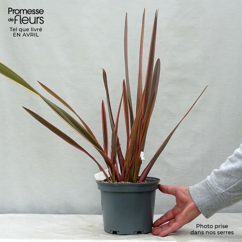 Phormium tenax Rainbow Queen - New Zealand Flax 2L/3L pot sample as delivered in spring