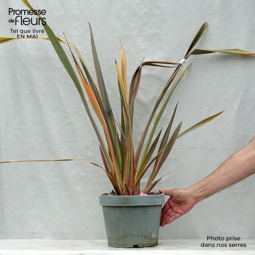 Phormium tenax Rainbow Queen - New Zealand Flax 7.5L/10L pot sample as delivered in spring
