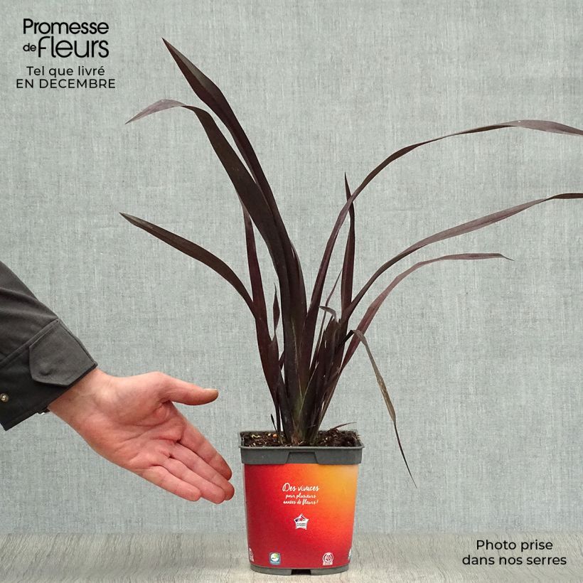 Phormium cookianum Black adder 2L/3L pot sample as delivered in winter