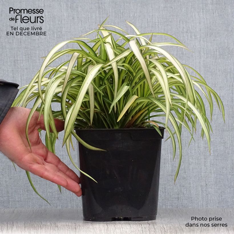 Phormium cookianum Blondie 4L/5L pot sample as delivered in winter