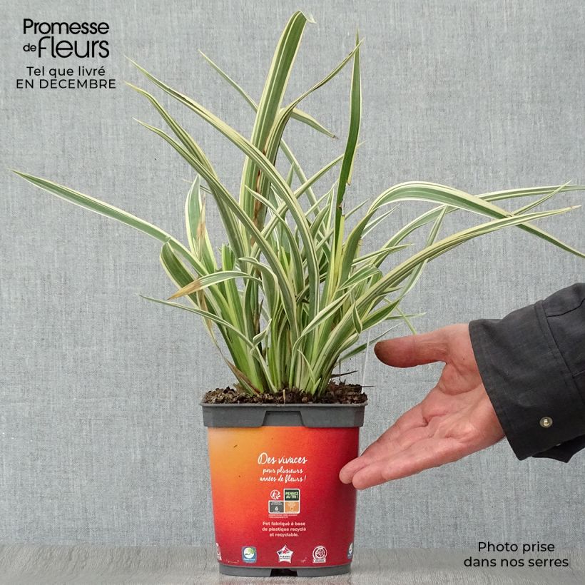 Phormium cookianum subsp. hookeri Tricolor 1.5L/2L pot sample as delivered in winter