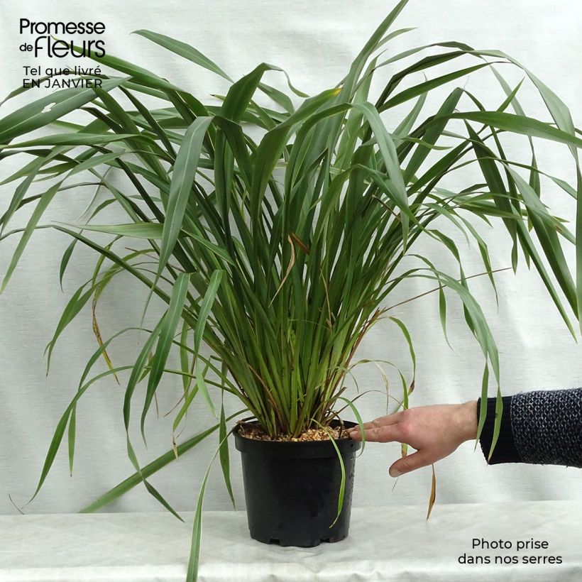 Phormium cookianum subsp. hookeri Tricolor 3L/4L pot sample as delivered in winter