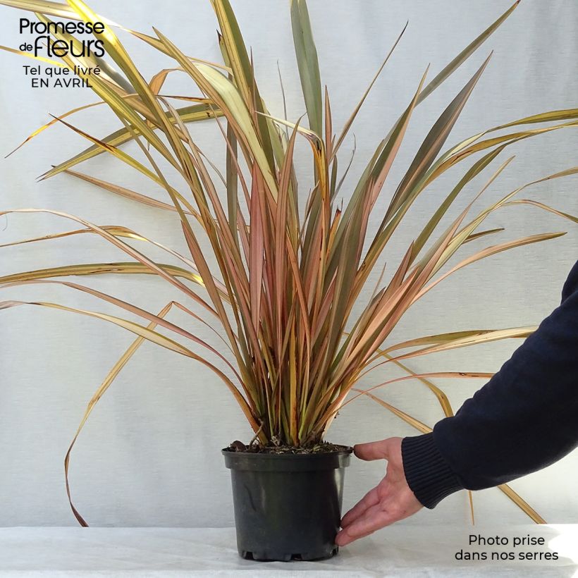 Phormium tenax Evening Glow - New Zealand Flax 2L/3L pot sample as delivered in spring