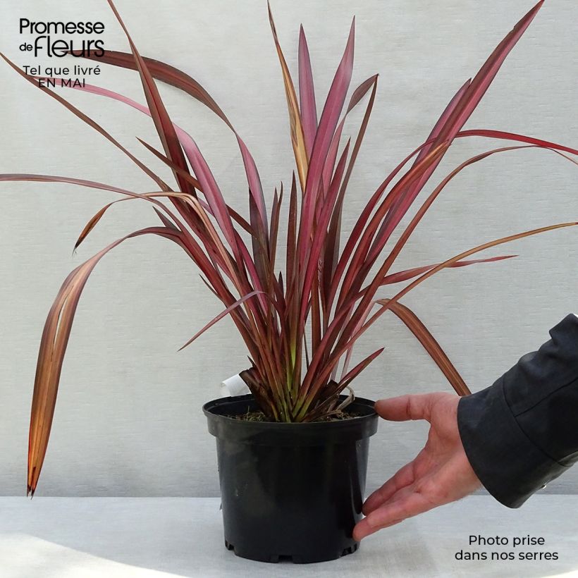 Phormium tenax Evening Glow - New Zealand Flax 4L/5L pot sample as delivered in spring