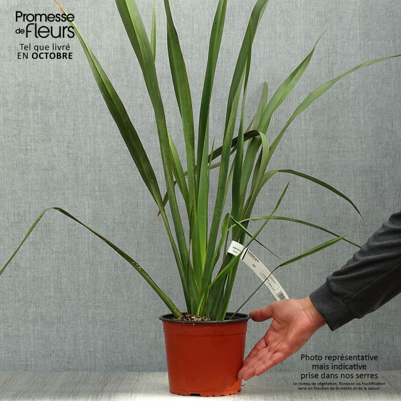 Phormium tenax - New Zealand Flax 2L/3L pot sample as delivered in autumn