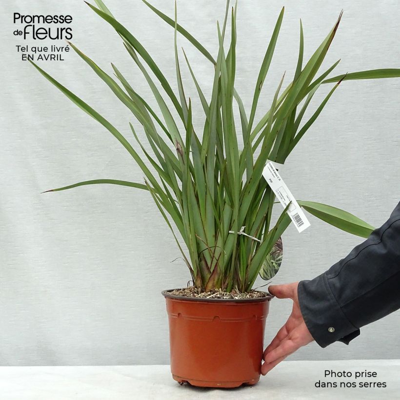 Phormium tenax - New Zealand Flax 2L/3L pot sample as delivered in spring