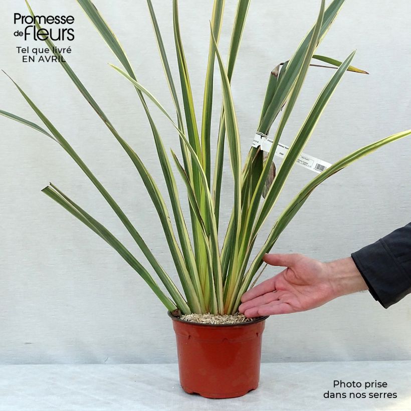 Phormium tenax Variegatum - New Zealand Flax 2L/3L pot sample as delivered in spring