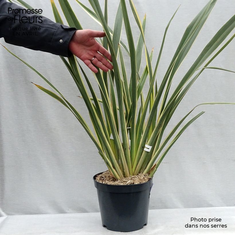 Phormium tenax Variegatum - New Zealand Flax 7.5L/10L pot sample as delivered in spring