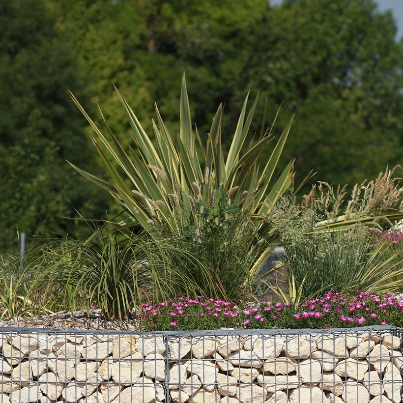 Phormium tenax Duet - Flax lily (Plant habit)