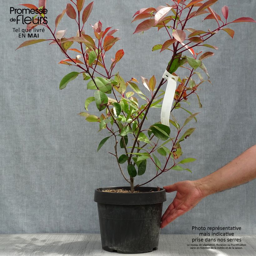 Photinia Little Red Robin en pot de 10L sample as delivered in spring
