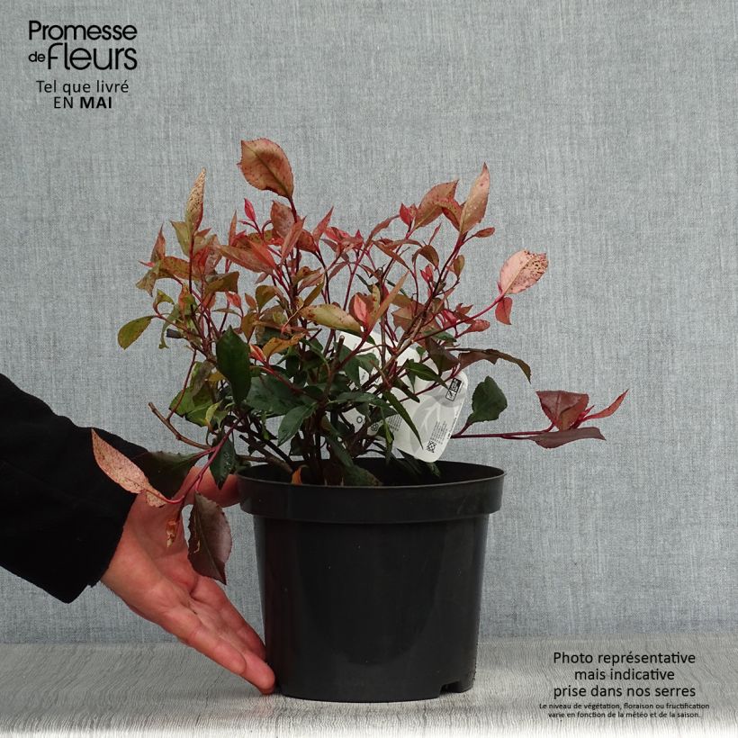 Photinia fraseri Little Red Robin - Christmas Berry 2L/3L pot sample as delivered in spring