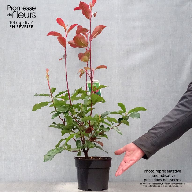 Photinia fraseri Camilvy - Christmas Berry 2L/3L pot sample as delivered in winter