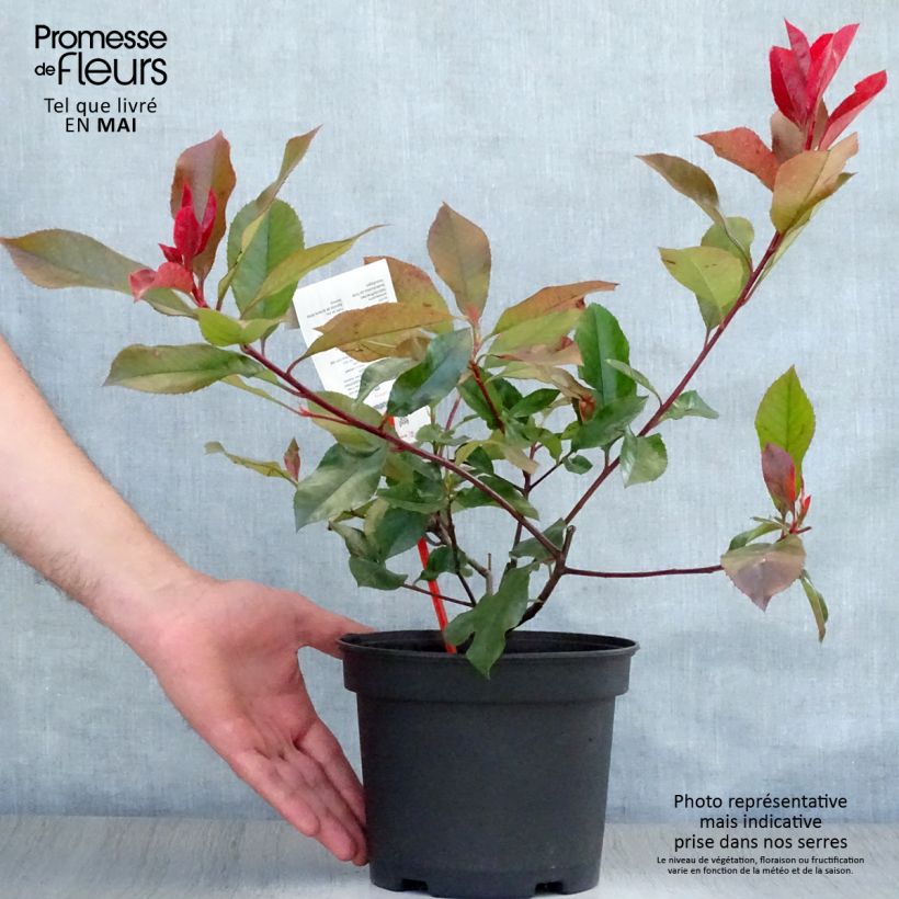 Photinia fraseri Camilvy - Christmas Berry 2L/3L pot sample as delivered in spring