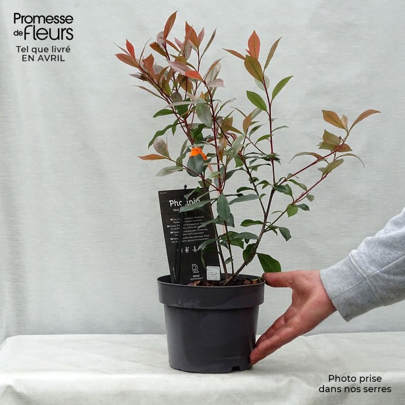Photinia x fraseri 'Carré Rouge' 2L/3L pot sample as delivered in spring