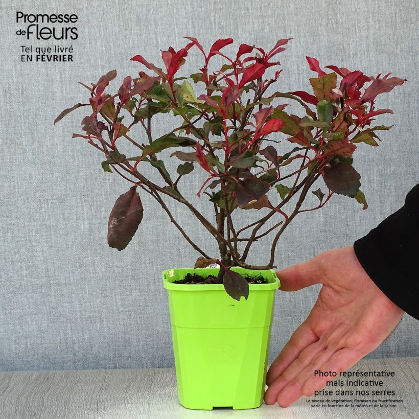 Photinia fraseri Corallina - Christmas Berry 1.5L/2L pot sample as delivered in winter
