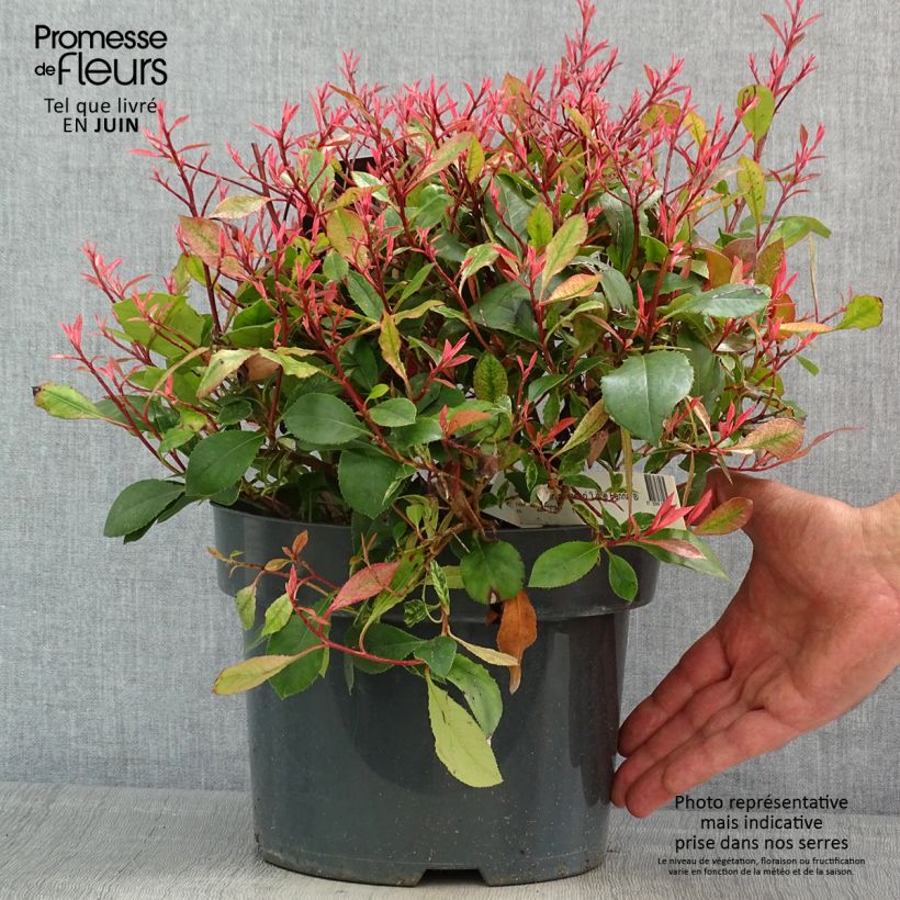 Photinia  fraseri Little Fenna - Christmas Berry 2L/3L pot sample as delivered in spring