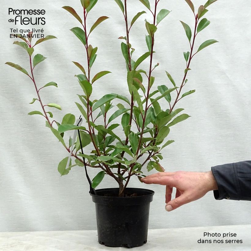 Photinia fraseri Louise McLarlou - Christmas Berry 2L/3L pot sample as delivered in winter