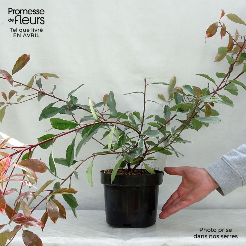 Photinia fraseri Louise McLarlou - Christmas Berry 2L/3L pot sample as delivered in spring