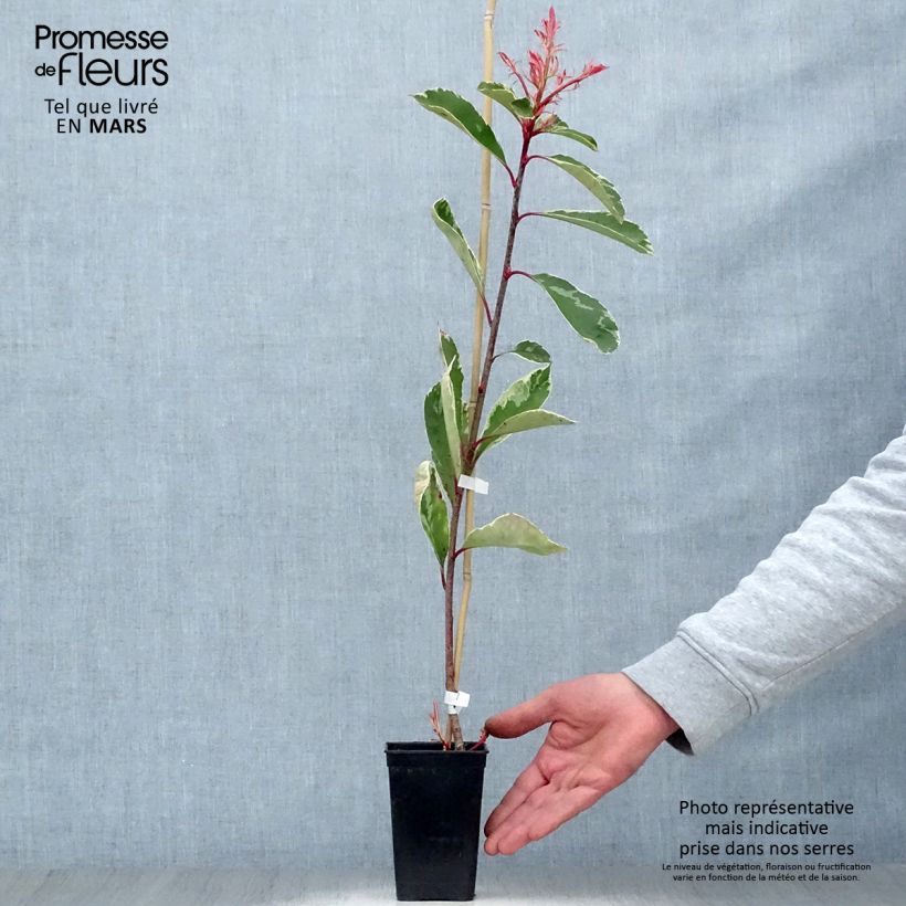 Photinia fraseri Pink Marble - Christmas Berry 1L/1.5L pot sample as delivered in spring