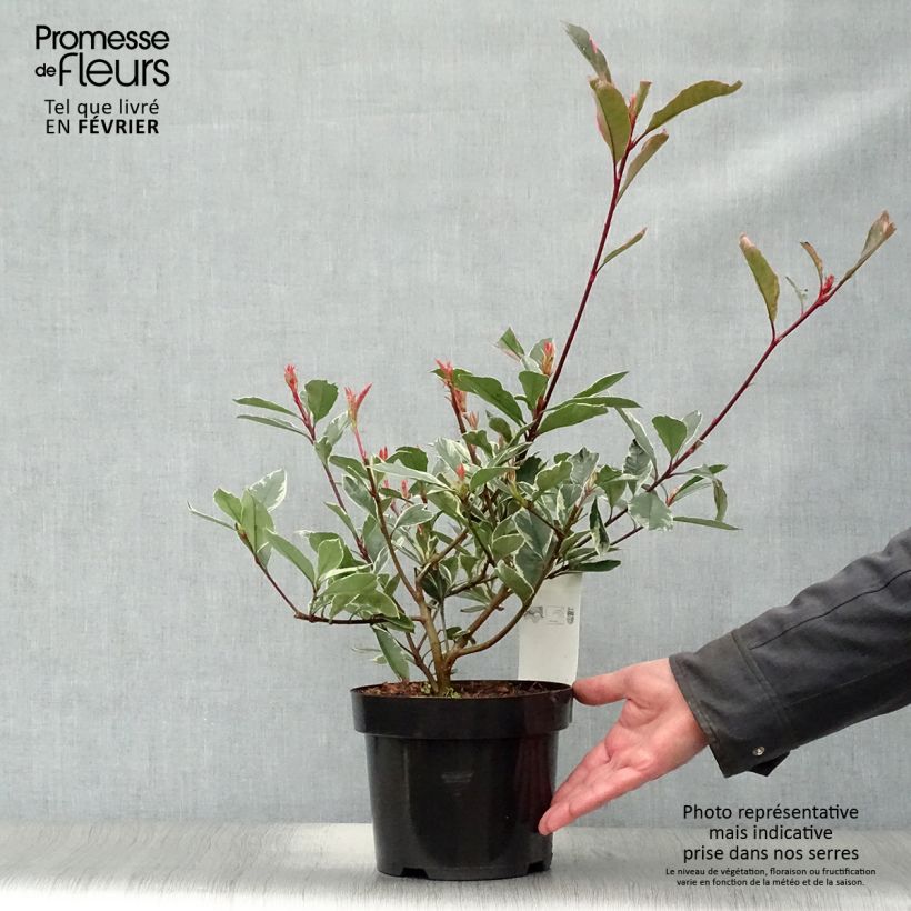 Photinia fraseri Pink Marble - Christmas Berry 2L/3L pot sample as delivered in winter