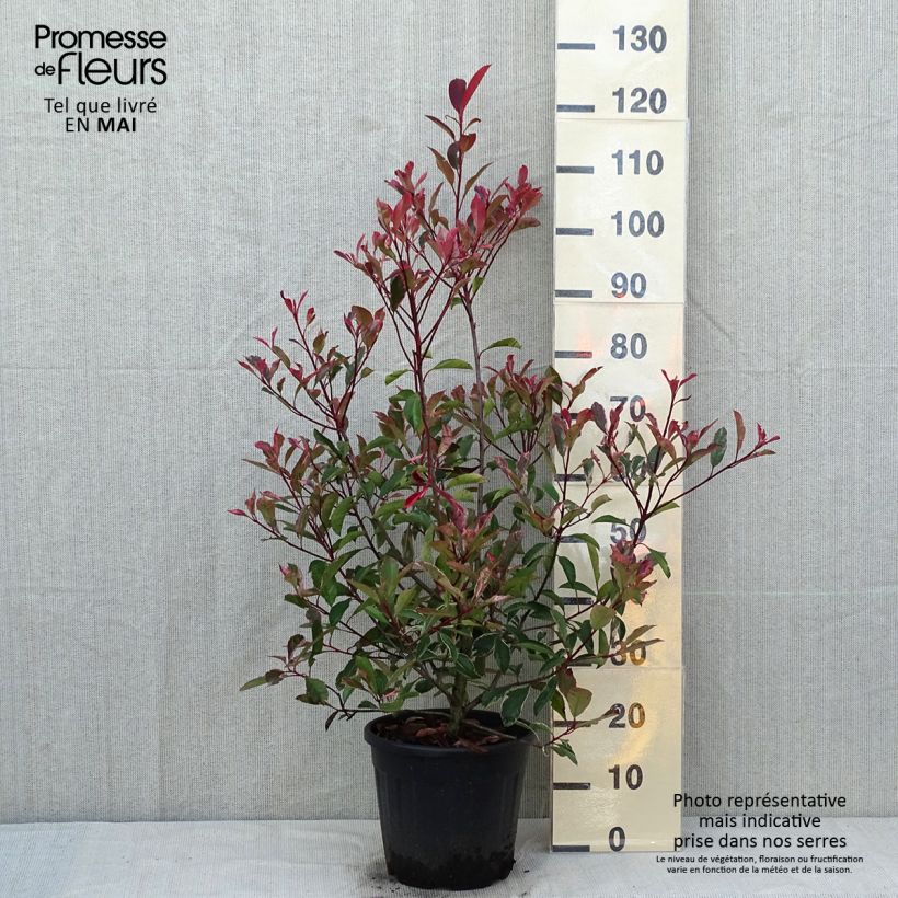 Photinia fraseri Pink Marble - Christmas Berry 7.5L/10L pot sample as delivered in spring