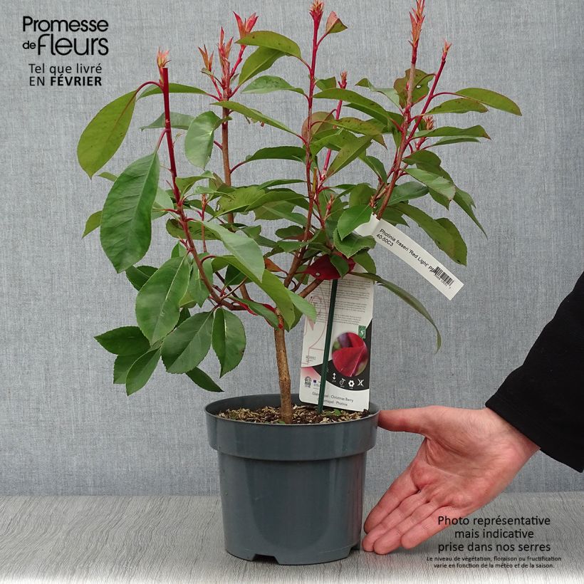 Photinia  fraseri Red Light - Christmas Berry 3L/4L pot sample as delivered in winter