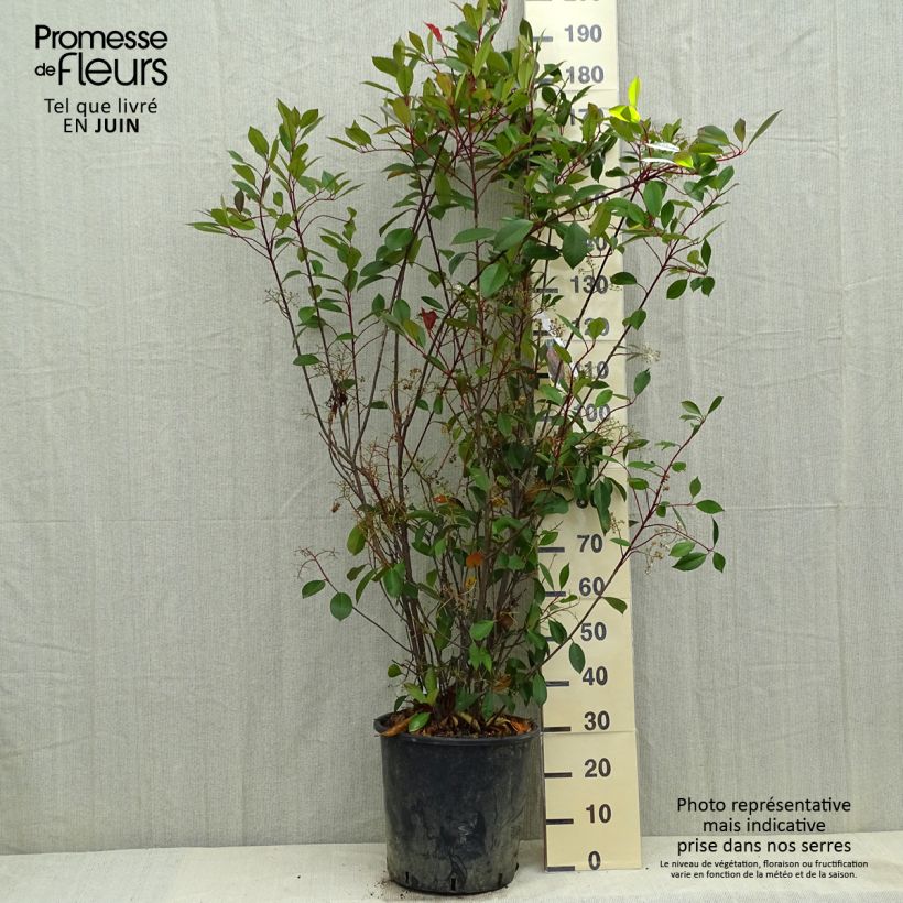 Photinia fraseri Red Robin - Christmas Berry 18L/20L pot sample as delivered in spring