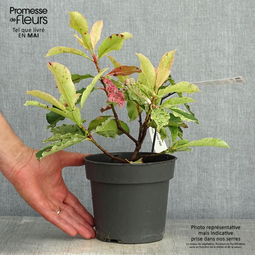 Photinia serratifolia Pink Crispy 2L/3L pot sample as delivered in spring