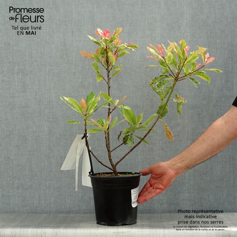 Photinia serratifolia Pink Crispy 4L/5L pot sample as delivered in spring