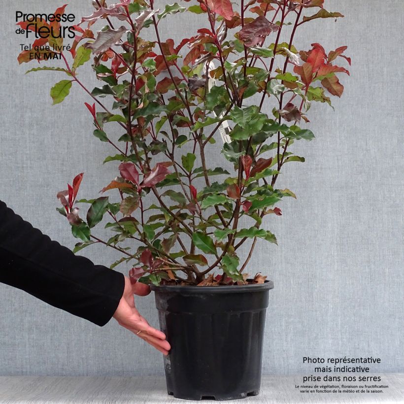 Photinia fraseri Magical Volcano - Christmas Berry 7.5L/10L pot sample as delivered in spring