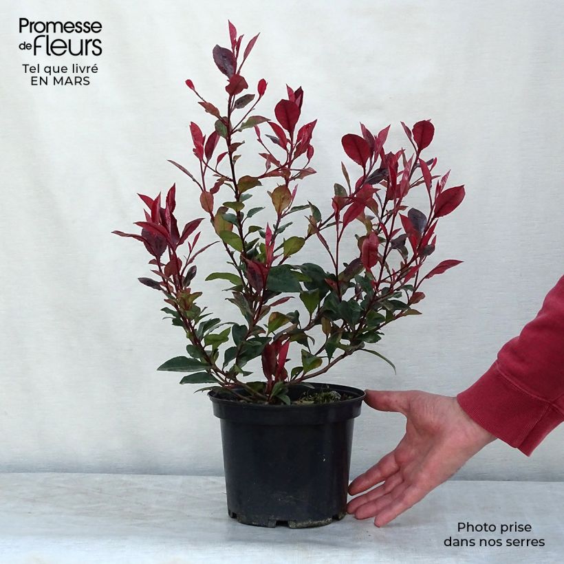 Photinia fraseri Nana - Christmas Berry 2L/3L pot sample as delivered in winter