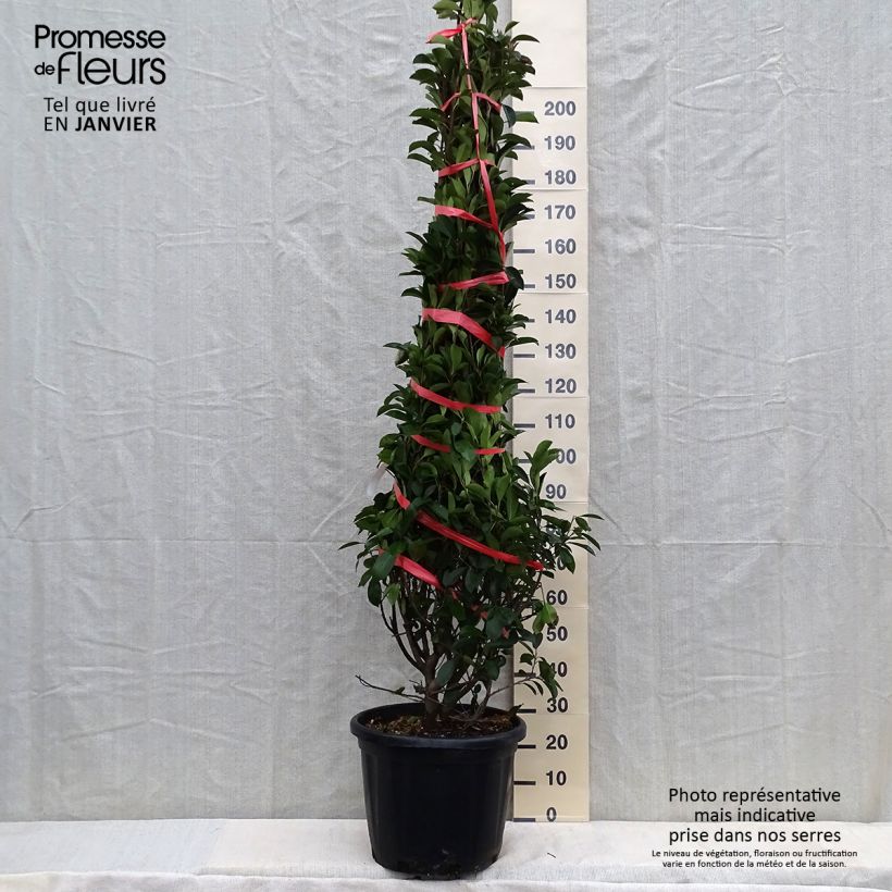 Photinia fraseri Red Robin - Christmas Berry 30L/35L pot sample as delivered in winter