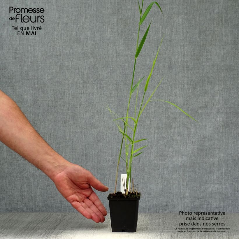 Phragmites australis 8/9 cm pot sample as delivered in spring