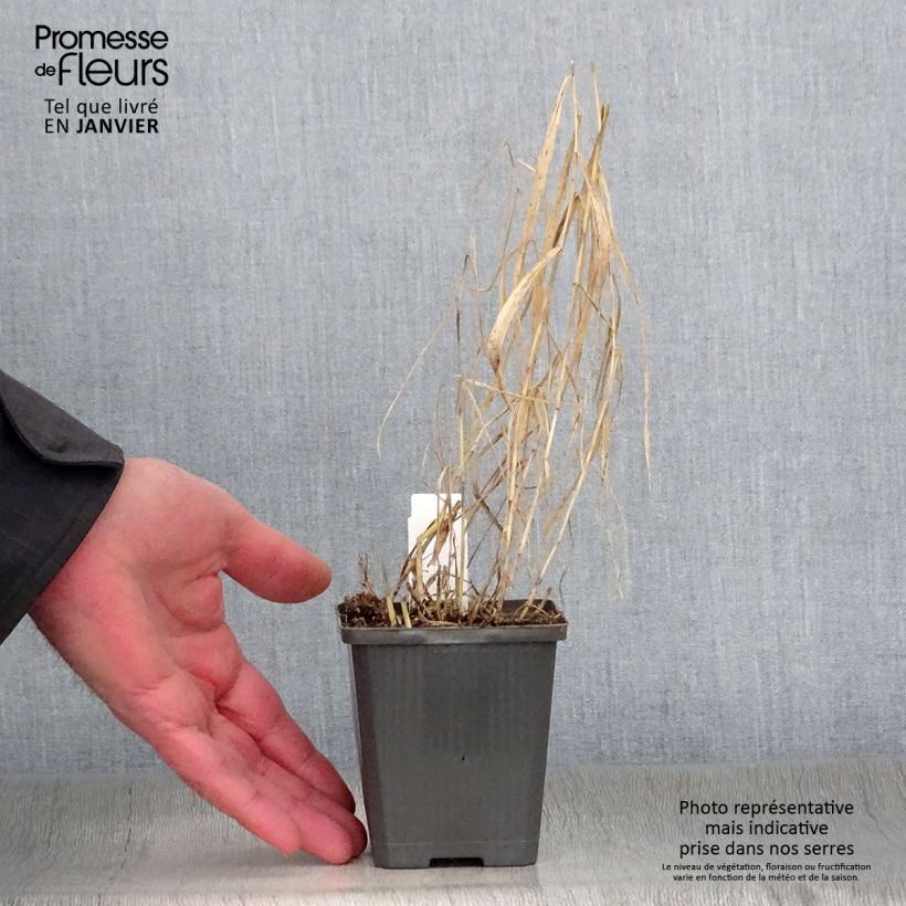 Phragmites australis Variegatus 8/9 cm pot sample as delivered in winter