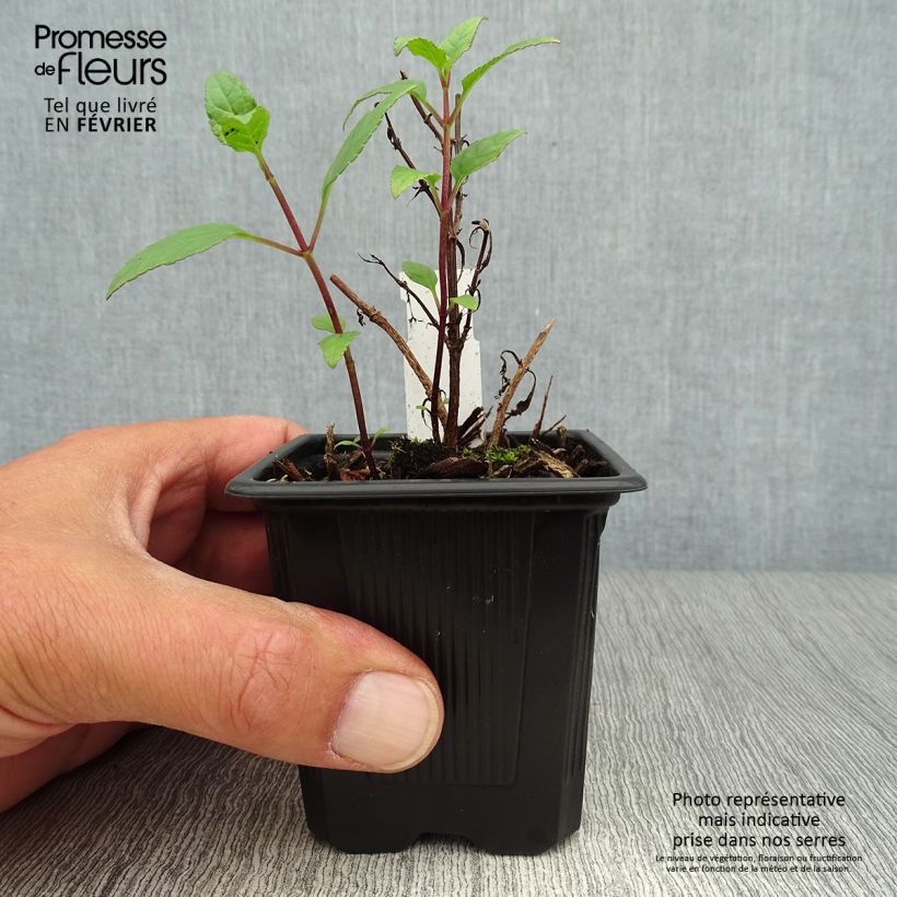 Phygelius capensis - Cape Fuchsia 8/9 cm pot sample as delivered in autumn