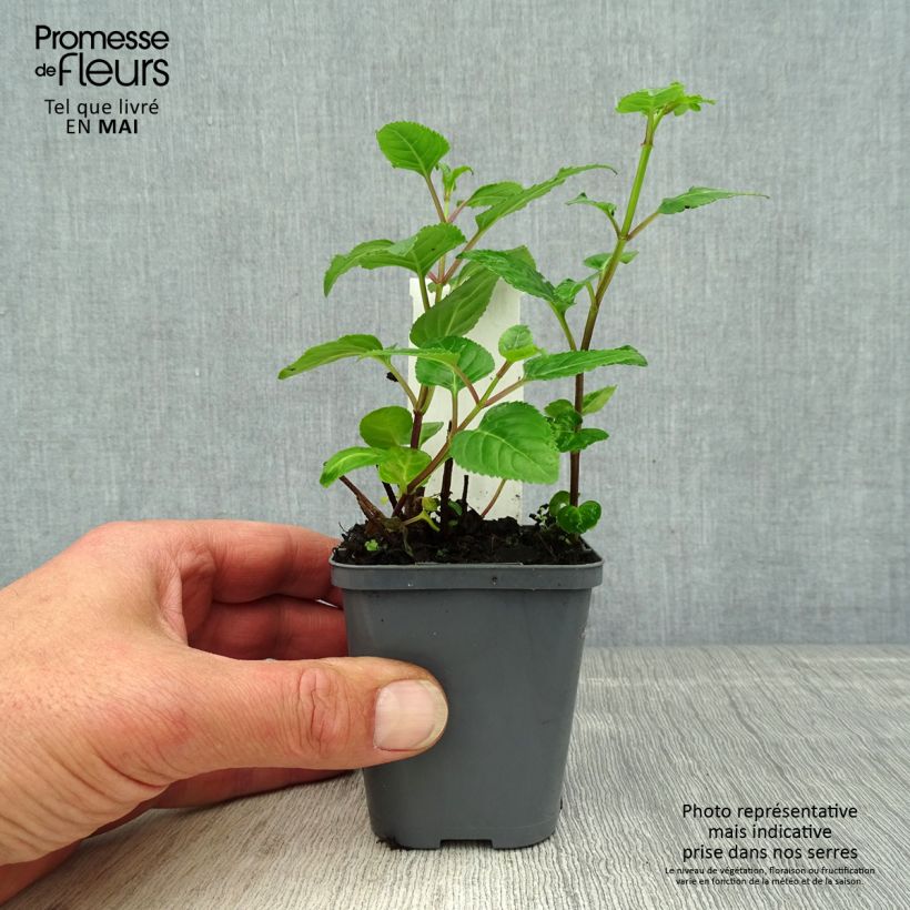 Phygelius capensis - Cape Fuchsia 8/9 cm pot sample as delivered in spring