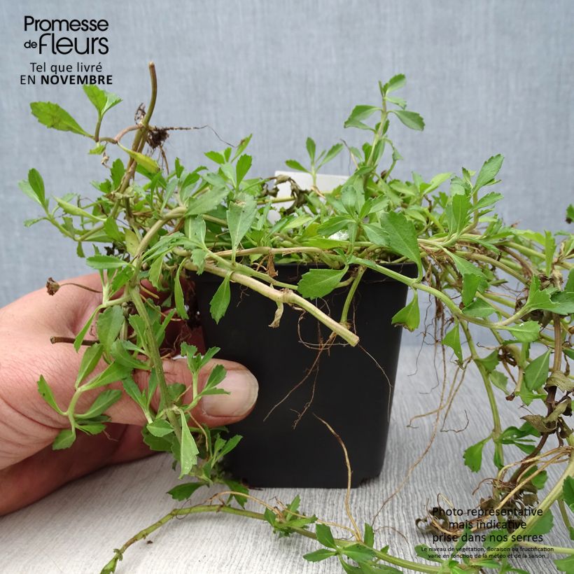 Phyla nodiflora - Capeweed 8/9 cm pot sample as delivered in autumn