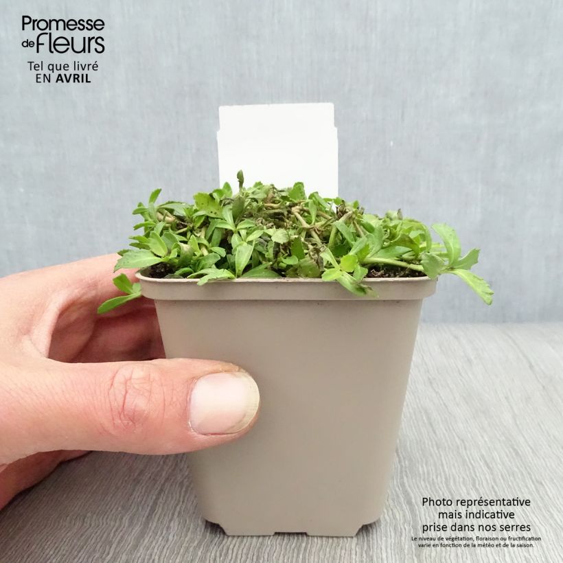 Phyla nodiflora - Capeweed 8/9 cm pot sample as delivered in spring