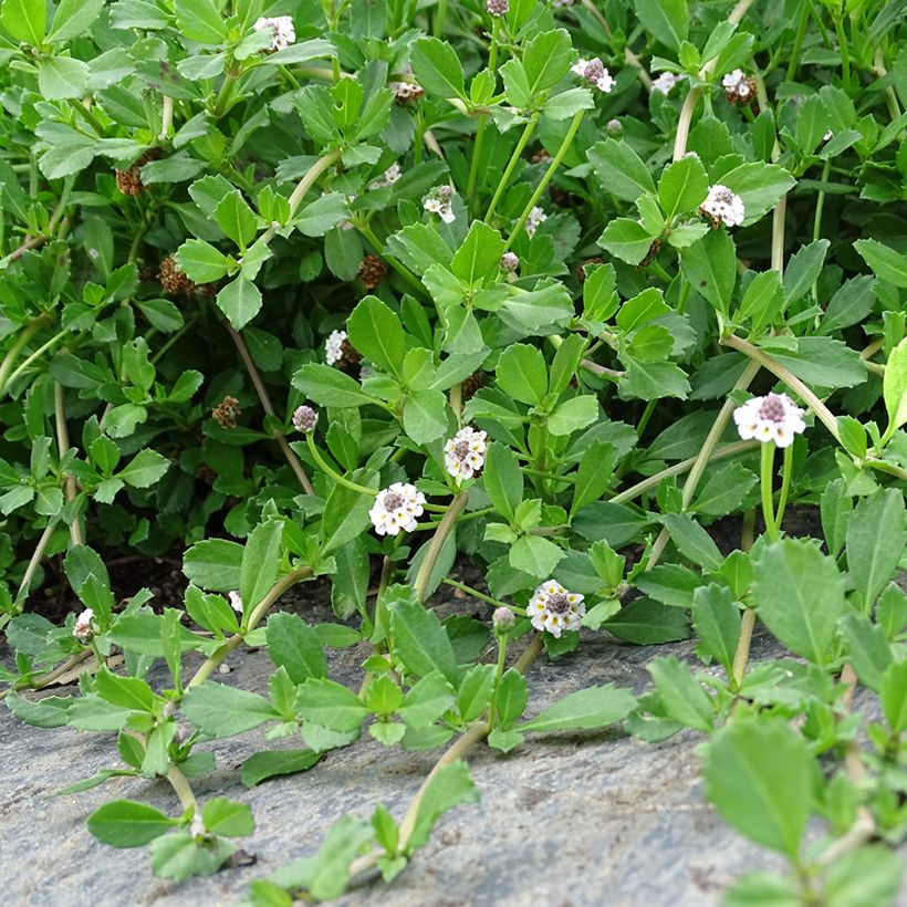 Phyla nodiflora - Capeweed (Plant habit)