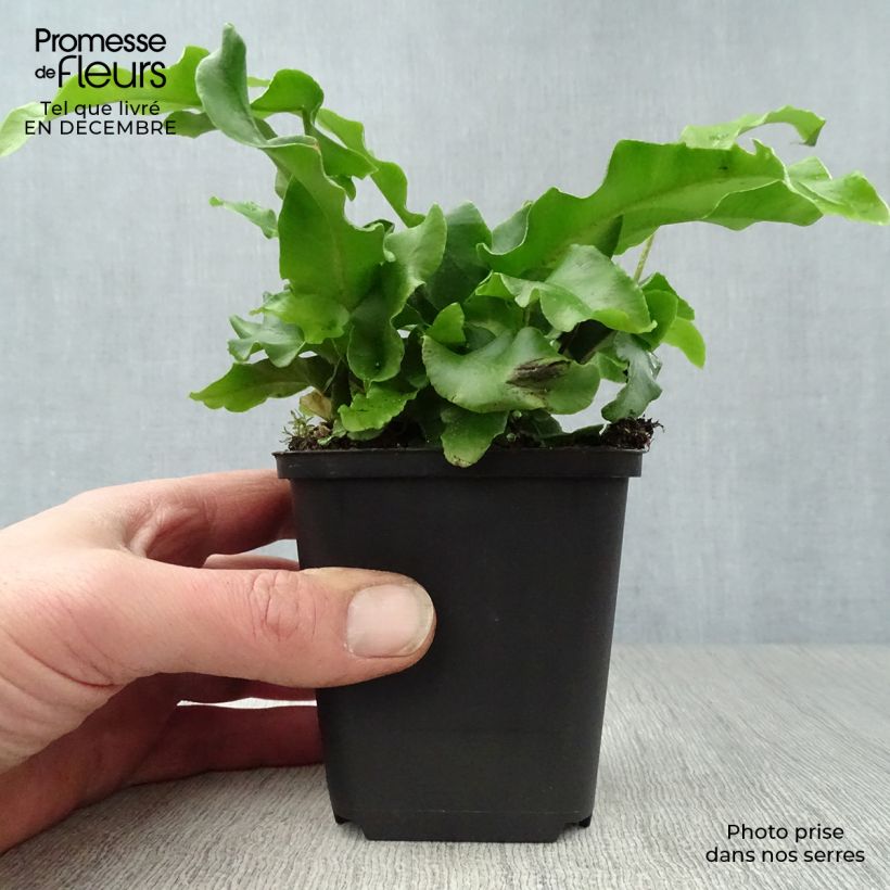 Phyllitis scolopendrium 8/9 cm pot sample as delivered in winter