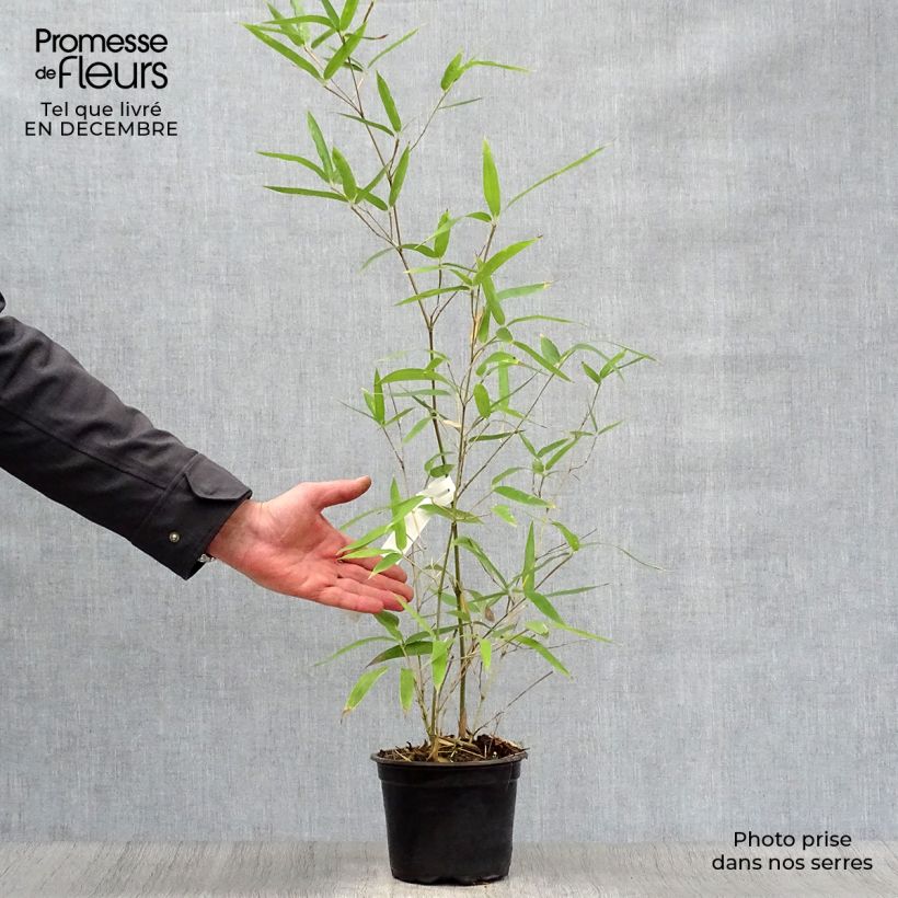 Phyllostachys atrovaginata Green Perfume - Medium Bamboo 2L/3L pot sample as delivered in winter