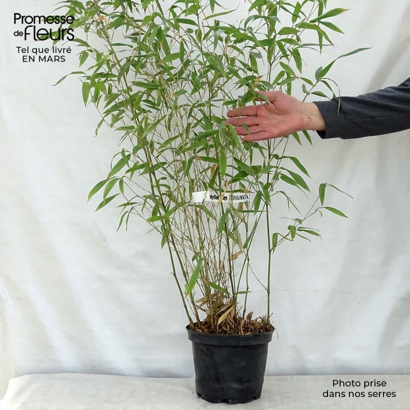 Phyllostachys atrovaginata Green Perfume - Medium Bamboo 4L/5L pot sample as delivered in spring