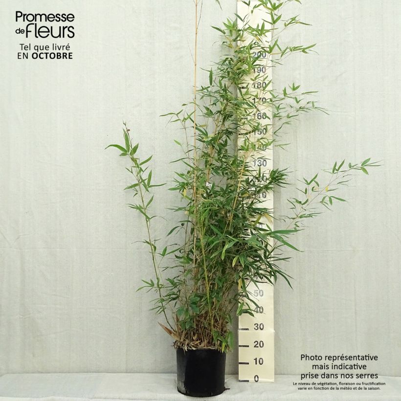 Phyllostachys aurea Holochrysa - Fishpole Bamboo 7.5L/10L pot sample as delivered in autumn