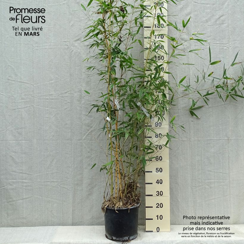 Phyllostachys aurea Holochrysa - Fishpole Bamboo 7.5L/10L pot sample as delivered in spring