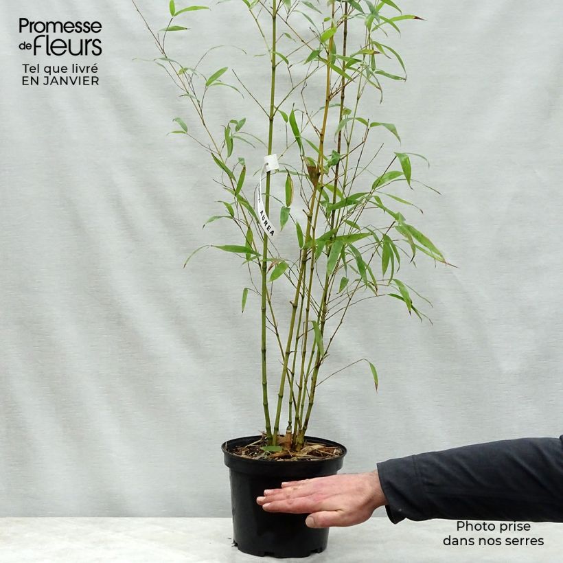 Golden Bamboo - Phyllostachys aurea 4L/5L pot sample as delivered in winter