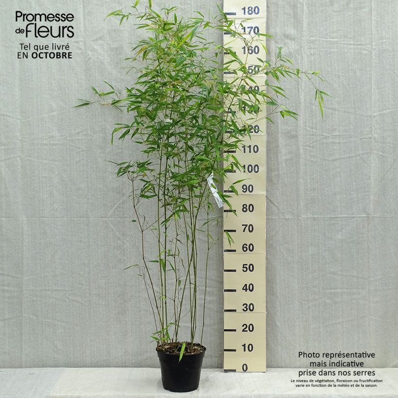 Phyllostachys aureosulcata f. alata - Bamboo 4L/5L pot sample as delivered in autumn