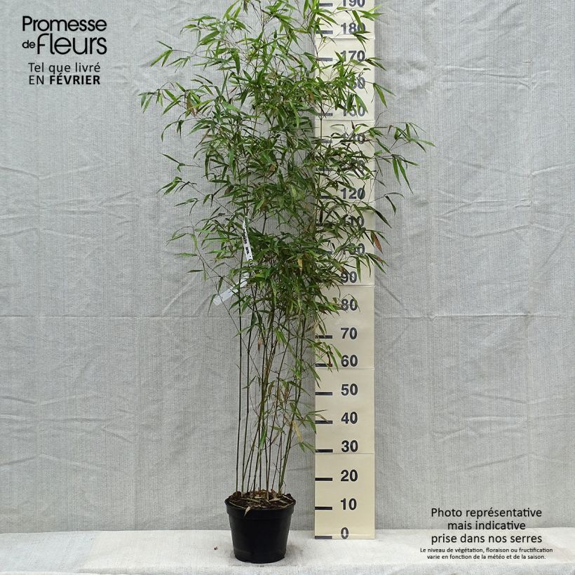 Phyllostachys aureosulcata f. alata - Bamboo 4L/5L pot sample as delivered in winter