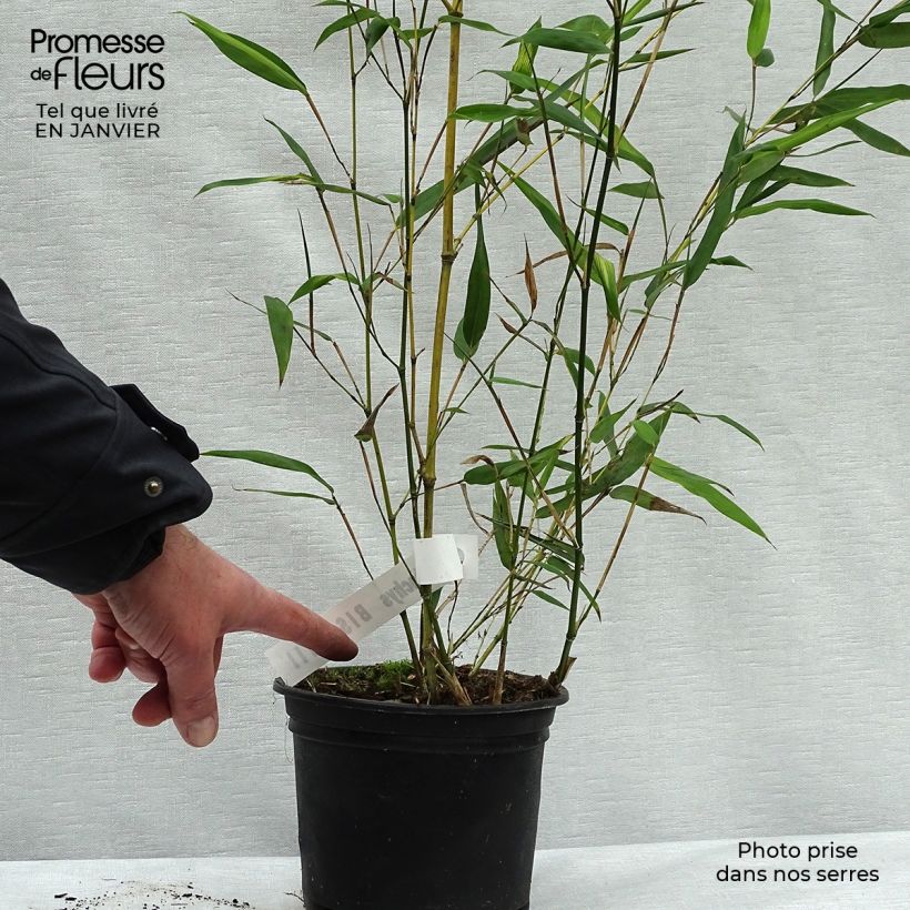 Phyllostachys bissetii - Bamboo 2L/3L pot sample as delivered in winter