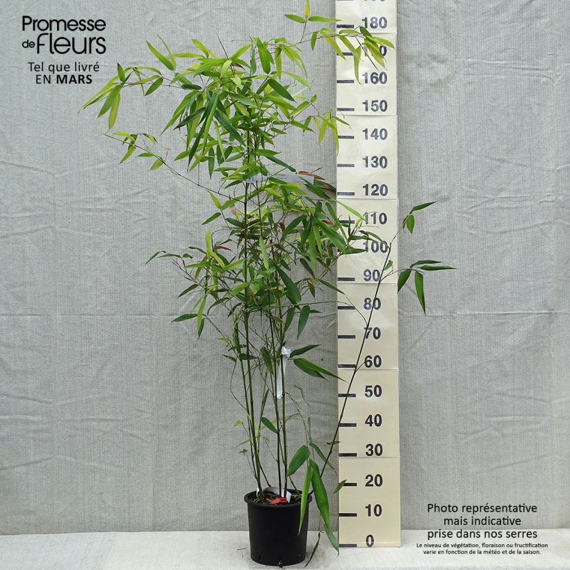 Phyllostachys glauca - Blue Bamboo 4L/5L pot sample as delivered in spring